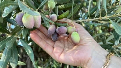 Zeytinde köklü geçmişe sahip Antalya'da coğrafi işaretli ürünler yaygınlaştırılıyor
