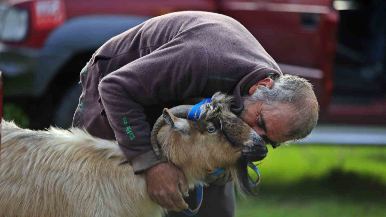 3 keçisini kurtlar yiyen yaşlı adam, mahsur kaldığı uçurumdan kurtarılan son keçisine sarılıp doyasıya öptü