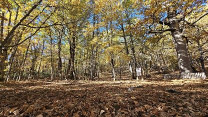 Dünyada eşi yok:Sonbaharda göz kamaştırıyor