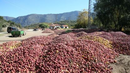 Eğirdir köylerinde elma tepeleri