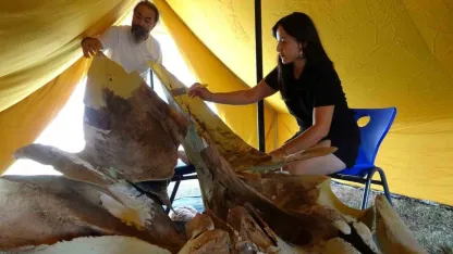 Heyecanlandıran keşifte 16 metrelik balinanın kemikleri birleştirilmeye başlandı