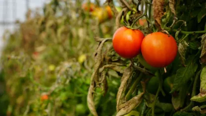 Söğüt domatesine coğrafi işaret alınacak