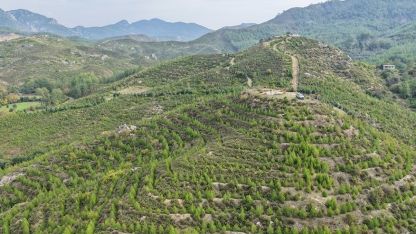 Dalaman’da 6 yıl önce dikilen fidanlar ormana dönüştü