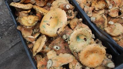 Mantar geçim kaynakları oldu