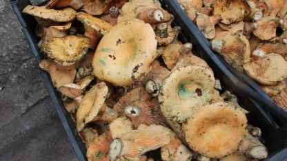 Mantar geçim kaynakları oldu