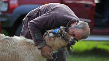 3 keçisini kurtlar yiyen yaşlı adam, mahsur kaldığı uçurumdan kurtarılan son keçisine sarılıp doyasıya öptü
