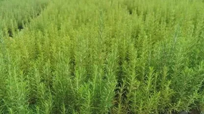 Muğla’da atıl araziler biberiye ile canlanıyor