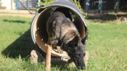 Narkotik köpeklerinin sıra dışı eğitimi; madde değil, oyuncağını arıyor