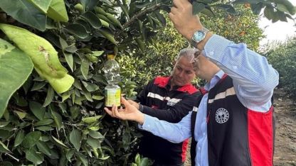 Akdeniz meyve sineği ile mücadele hız kazandı
