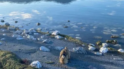 Güney Amerika balabanı koruma altına alındı