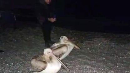 Dünyaca ünlü sahilde pelikan şaşkınlığı