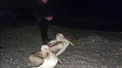 Dünyaca ünlü sahilde pelikan şaşkınlığı