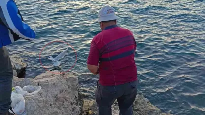 Oltaya bu kez balık yerine martı takıldı