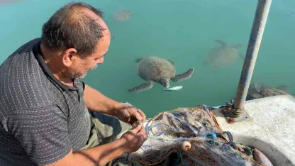 Balıkçıların dostu: Göç etmeyen caretta carettalar limanı mesken tuttu