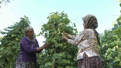 Mersin’de atalık tohumlar gelecek nesillere aktarılıyor