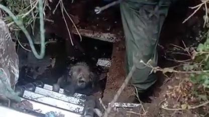 Foseptik çukuruna düşen köpeği itfaiye kurtardı