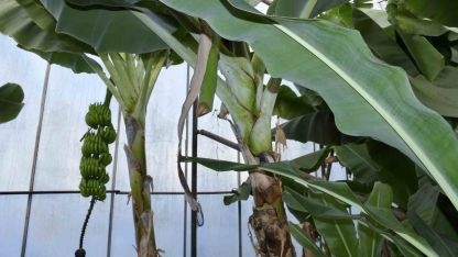 Mersin’de ilginç hırsızlık: Hırsızlar muz ve avokado hasadı yaptı