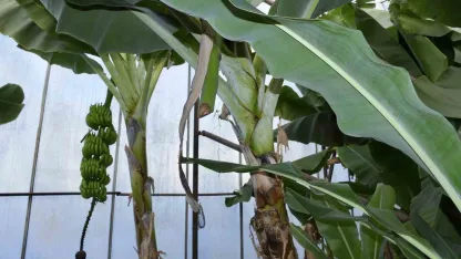 Mersin’de ilginç hırsızlık: Hırsızlar muz ve avokado hasadı yaptı