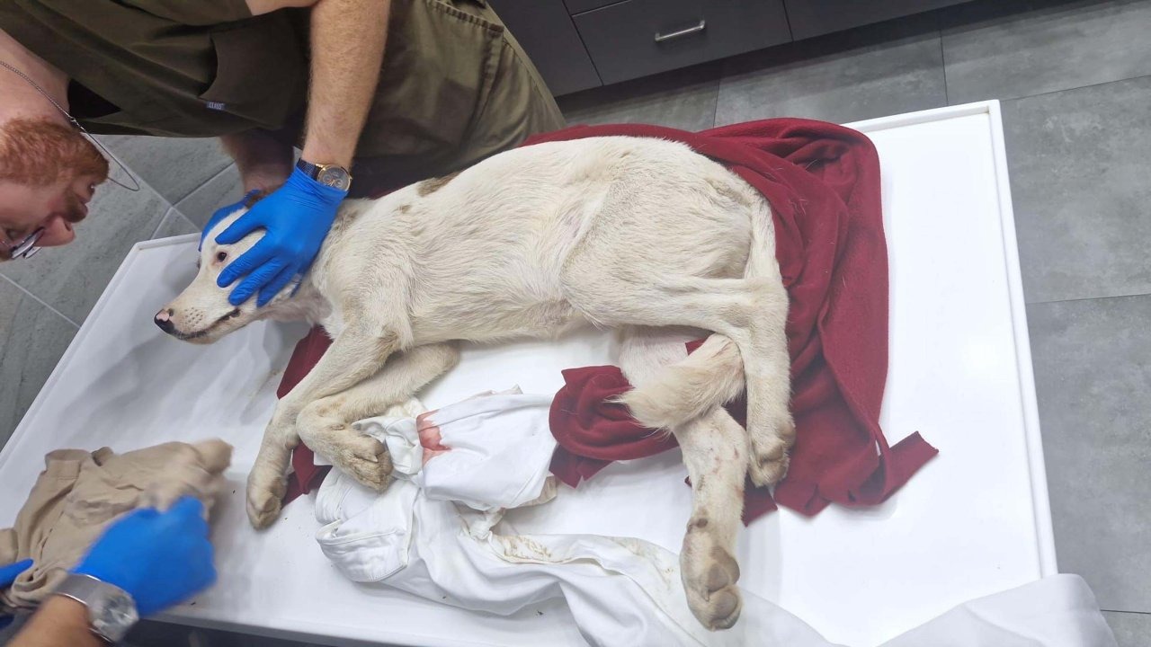 Bodrum&#039;da bir yavru köpeği öldürüp, diğerini yaralayan şüpheli tutuklandı