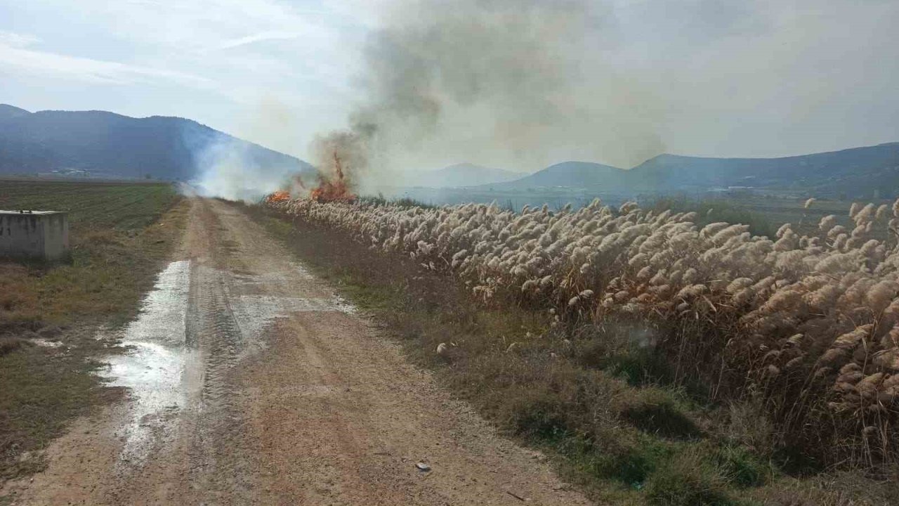 Bucak’ta sazlık alanda yangın