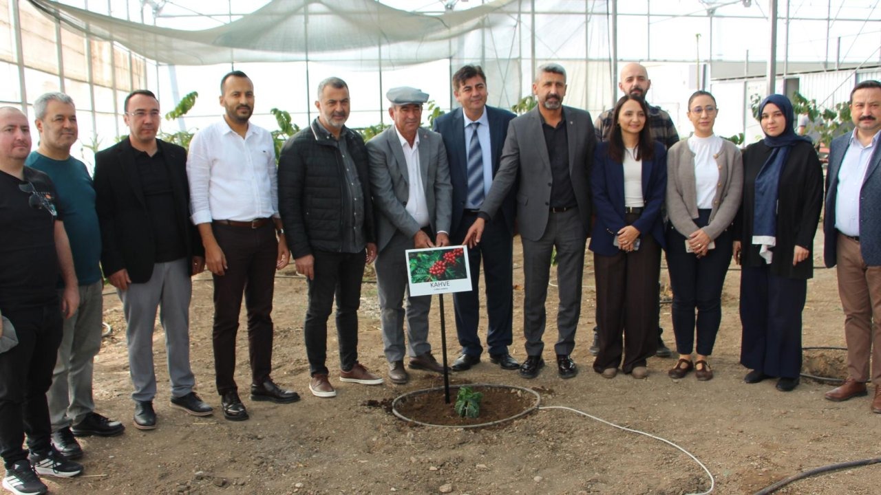 Deneme amaçlı kahve fidanı dikildi