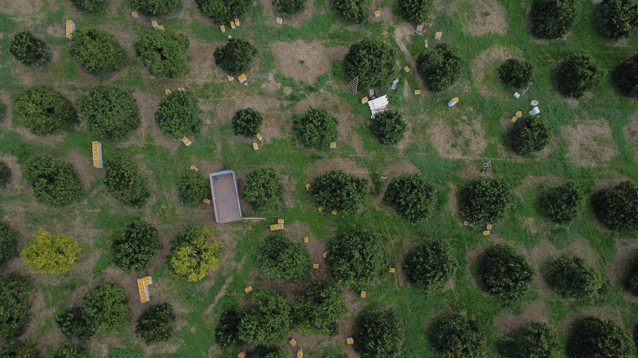 Dünyada eşi yok! Finike Portakalının ince kabuğundaki sır ortaya çıktı