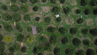 Dünyada eşi yok! Finike Portakalının ince kabuğundaki sır ortaya çıktı