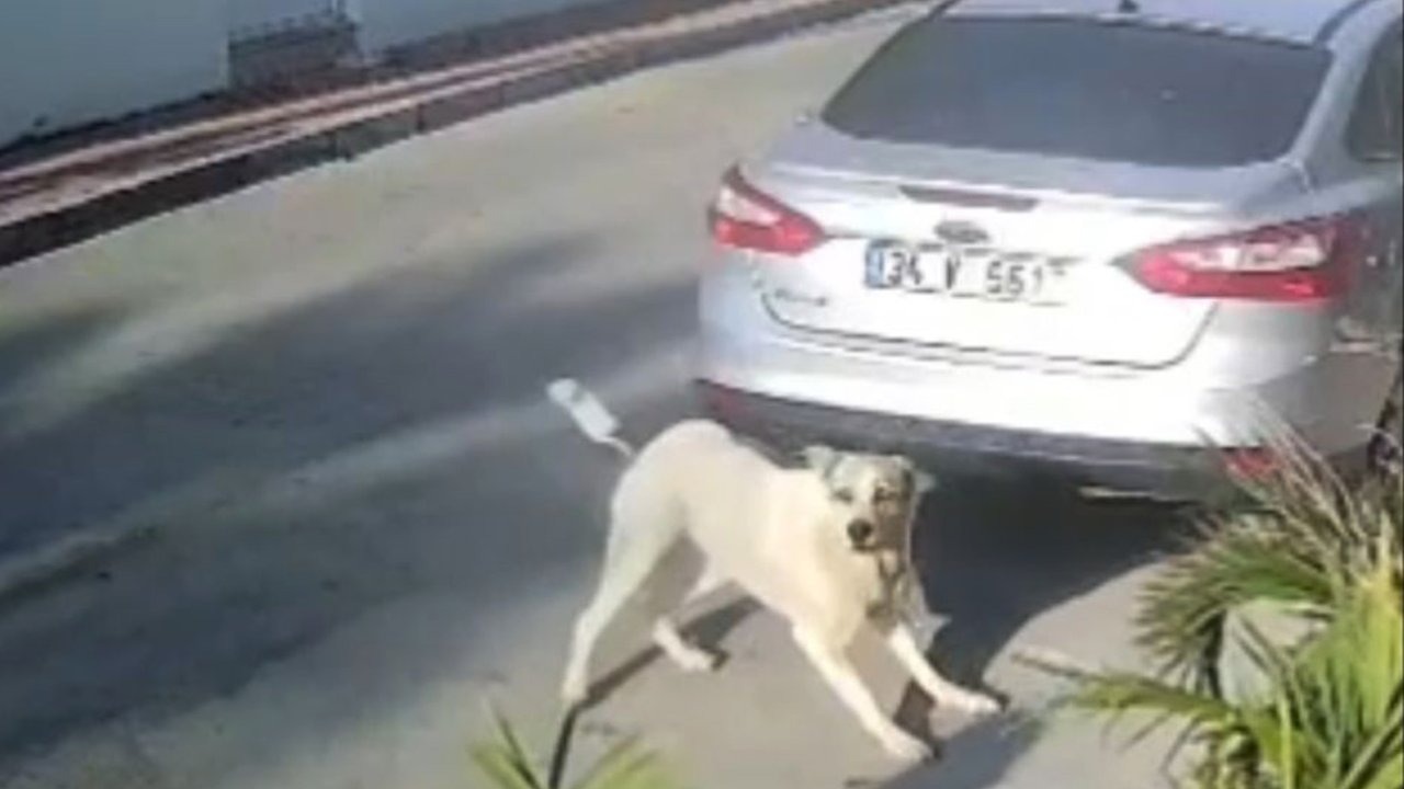 Havladığı gerekçesiyle köpeği vurup öldüren emekli polis hakkında &#039;yakalama&#039; emri