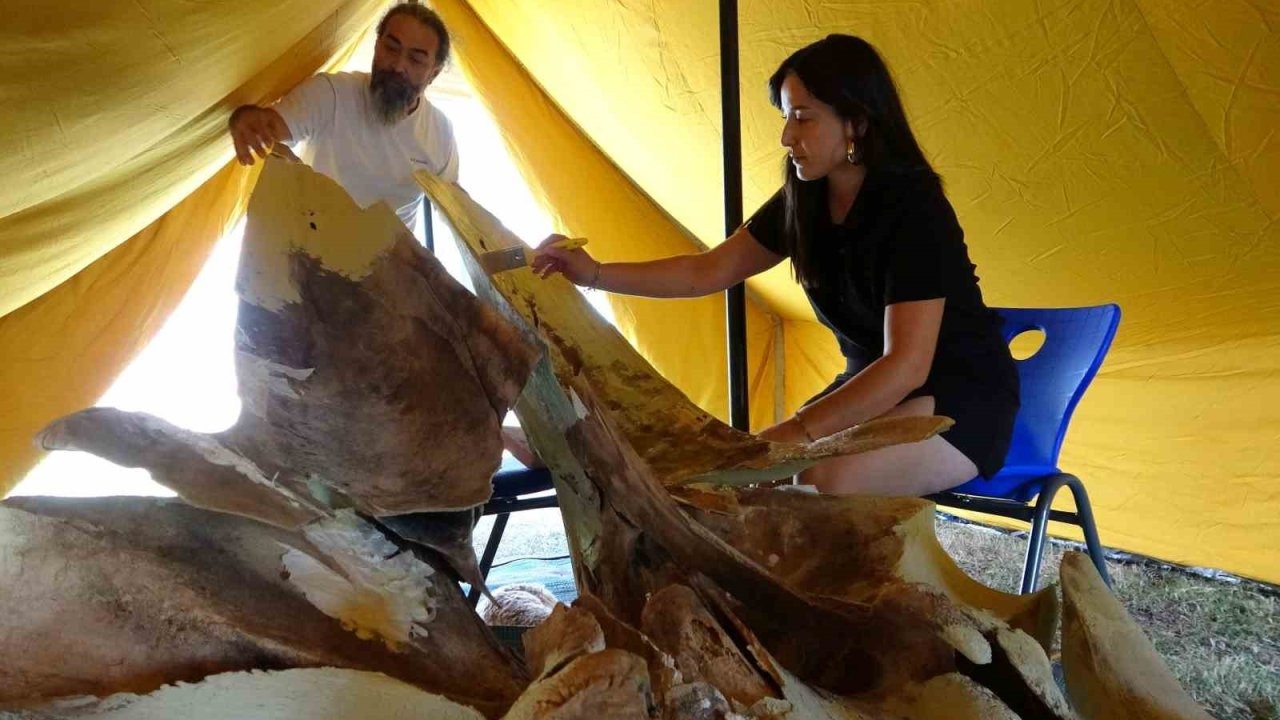 Heyecanlandıran keşifte 16 metrelik balinanın kemikleri birleştirilmeye başlandı