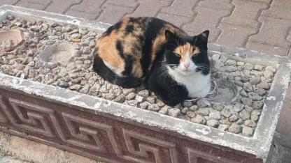 Kış aylarında sokak hayvanları için yapılabilecekler!