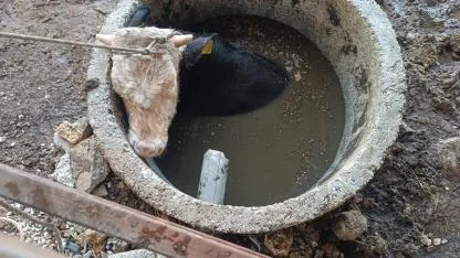 Kuyuya düşen ineği itfaiye kurtardı