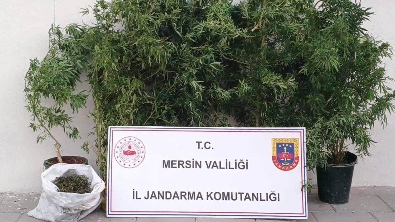 Mersin’de kenevir ekip uyuşturucu üreten şüpheli yakalandı