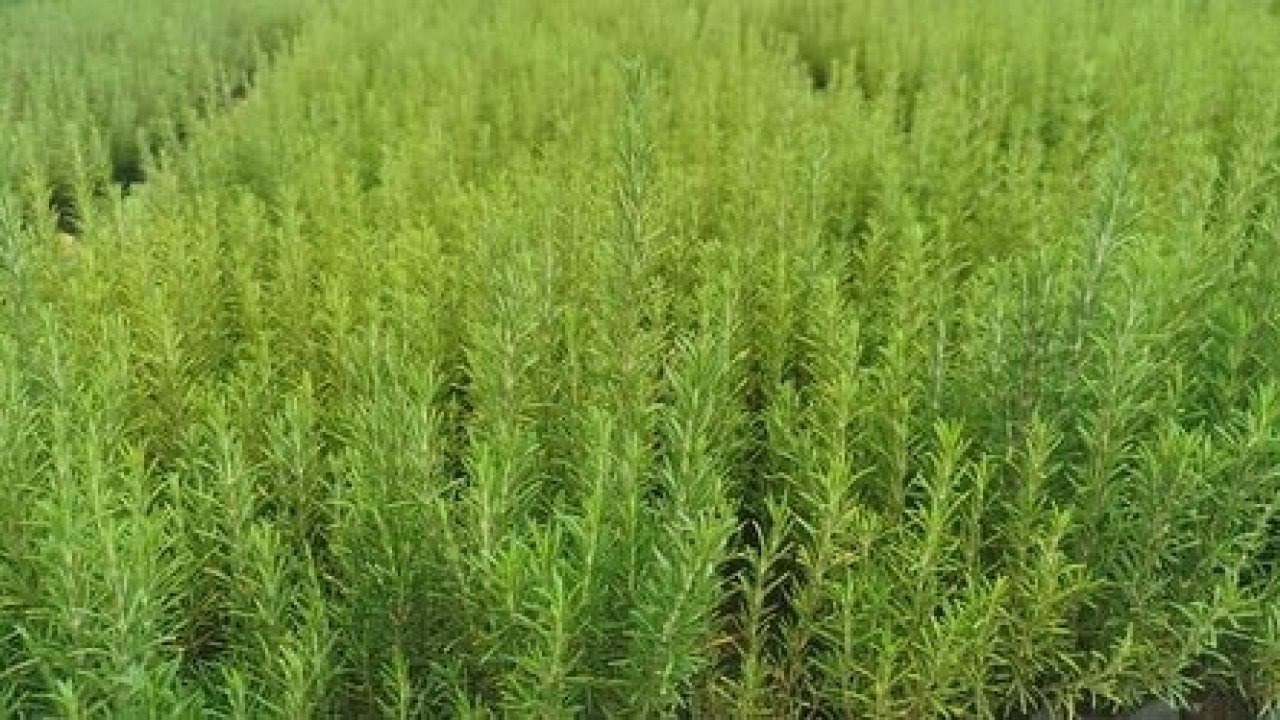 Muğla’da atıl araziler biberiye ile canlanıyor