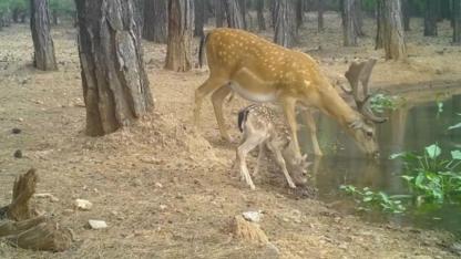Nesli tehdit altındaki alageyik ve yavruları, su içerken fotokapanla görüntülendi