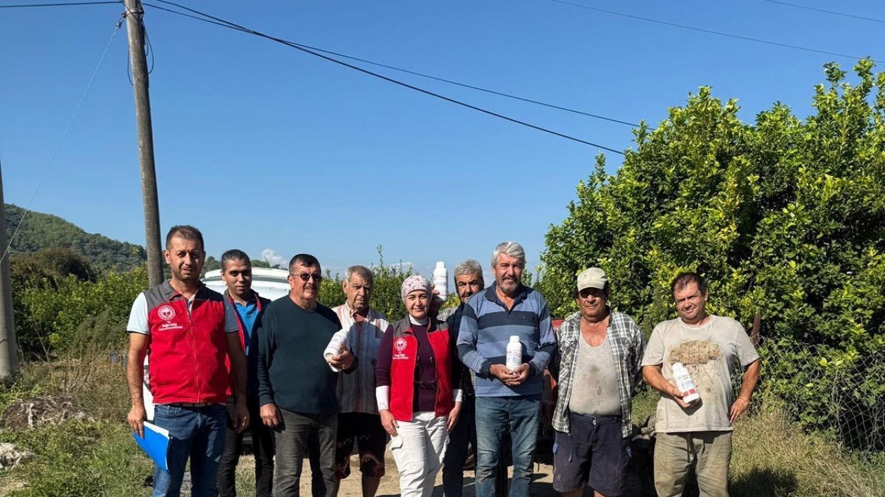 Ortaca’da narenciye bahçelerinde zararlılara karşı mücadele  sürüyor