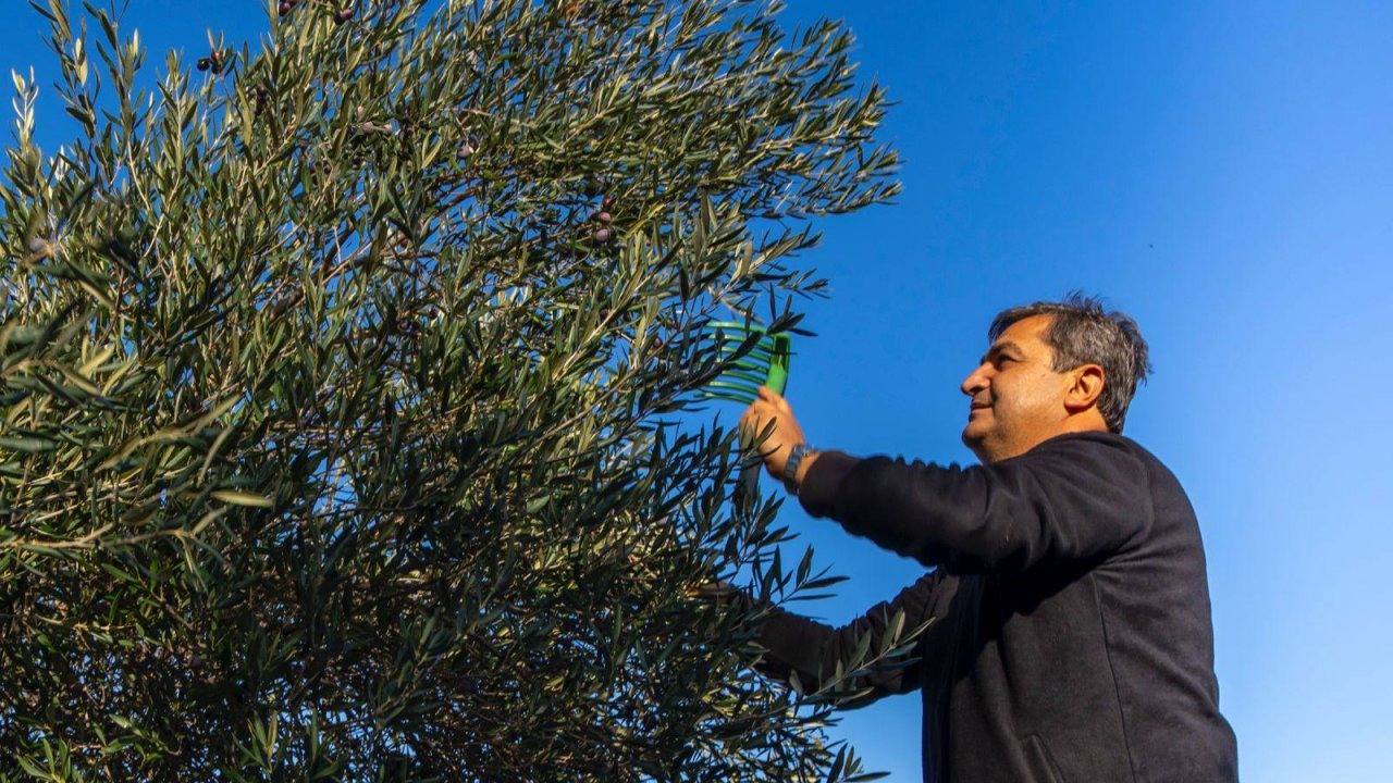 Serik&#039;te zeytin hasadı başladı