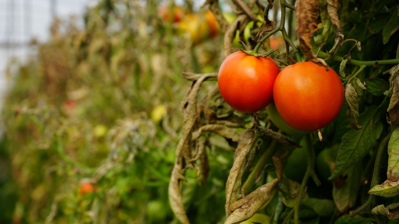 Söğüt domatesine coğrafi işaret alınacak