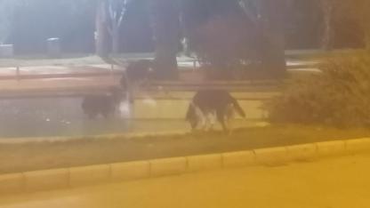 Üniversite’de sokak köpekleri tedrginlik yaratıyor