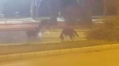 Üniversite’de sokak köpekleri tedrginlik yaratıyor