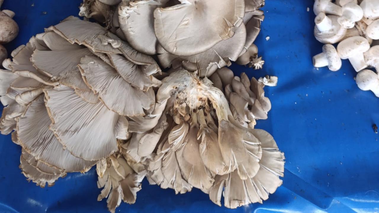 Vatandaşların gözdesi: Mantar pazar tezgâhlarında!