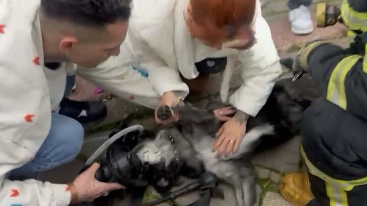 Yangında 2 köpekten biri öldü, diğeri kalp masajıyla yaşama döndürüldü