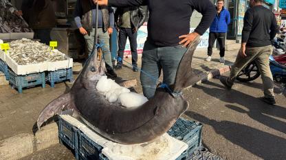138 kiloluk kılıç balığı ilgi odağı oldu