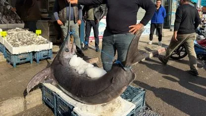 138 kiloluk kılıç balığı ilgi odağı oldu