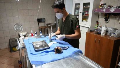 Kemer’de 227 sokak hayvanı kısırlaştırıldı