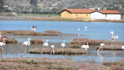 Flamingolara ev sahipliği yapan Tuzla Sulak Alanı'nda göl yüzeyi deniz maruluyla kaplandı
