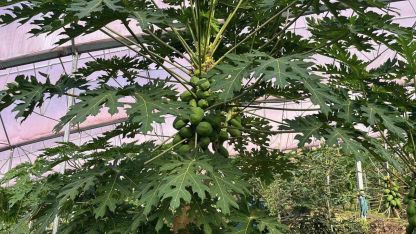 Turizm ve tarımın buluştuğu Alanya, tropikal ürünleri dünyaya açıyor