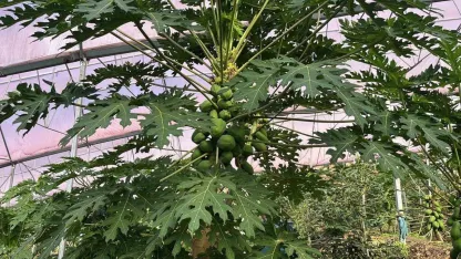 Turizm ve tarımın buluştuğu Alanya, tropikal ürünleri dünyaya açıyor