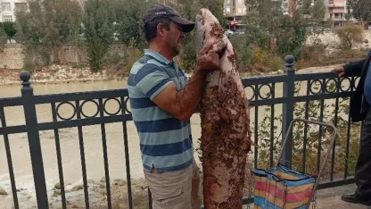 Boyu kadar yayın balığını eliyle yakaladı