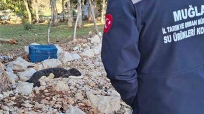 Balıkçıların kurtardığı yavru Akdeniz Foku yetkililere teslim edildi