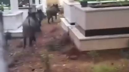 Marmaris’te domuz istilası sürüyor: "Yeni adres mezarlıklar"
